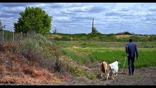 Daily Village life in Eastern Europe | Far from the city noise | Countryside life in Summer