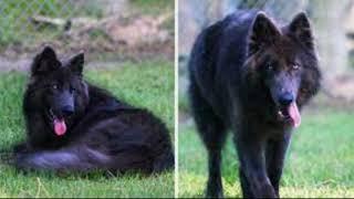 Blue Bay Shepherd, An Amazing GSD Mix Breed Of 20s