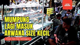 YUK MUMPUNG LAGI MASUK ARWANA SIZE KECIL NIH !!! UPDATE HARGA IKAN ARWANA DI JATINEGARA TERBARU