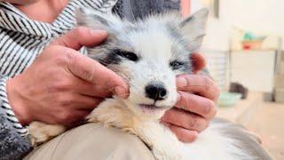 The little fox  came home from wandering, looking so pitiful that it breaks your heart! 