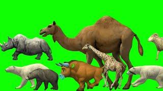 green screen animal running | animal green screen | stampede animals | stampede green screen