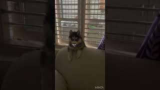 My home my rules #husky #huskymodel #dog #huskyworldwide #puppy newvideo #siberianhusky