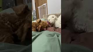 짤랑이가 제일 시끄러워지는 순간 #shorts #짤랑이 #미니비숑 #내로 #말티푸 #말한마디_없는_강아지_짤랑