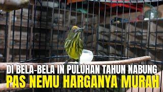 PULUHAN TAHUN NABUNG AGAR PUNYA BURUNG INI ! PAS NEMU HARGANYA UDAH MURAH