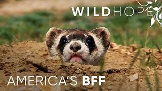 The Decades-Long Fight to Save America’s Black-Footed Ferrets | WILD HOPE