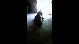 Boxer vs. German Shepard (Play Fighting)