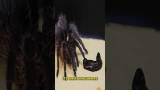 What occurs when a tarantula spots a leech? #interesting