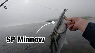 SP MINNOW Striped Bass Fishing!