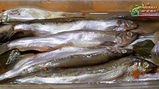 Spicy Salted Capelin, Delicious Capelin Appetizer, by Fisherman dv 27rus