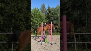 NEW RECORD BAREBACK JUMPING 80CM #shorts #horse #equestrian
