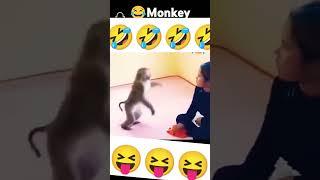 Monkey Kick #funny #monkey