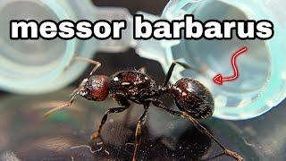 messor barbarus, самая бюджетная экзотика