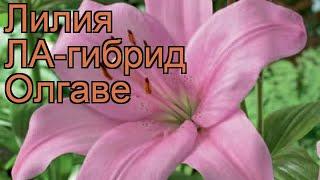 Лилия ла-гибрид Олгаве (lilium la-hybrid olgave)  Олгаве обзор: как сажать, луковицы лилии Олгаве