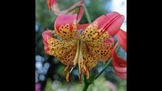 Zanbağın budaqla artırılması (Lilium propogation)