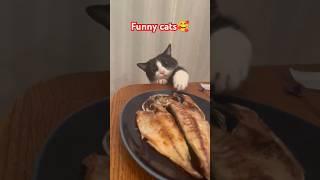 what are you doing#funny #pets #catcomedy #catvideos #cat#catshorts #funnyanimal #catlover#funnycat