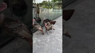 Strutting their stuff and dodging the breakfast menu  #turkey #evermore #orlando #breakfast #fun