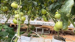 DIY hydroponic tomato greenhouse walk through ~ 700 pounds of tomatoes per week!