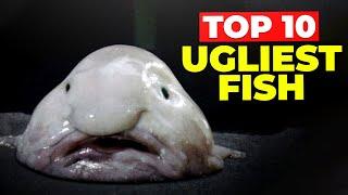 Top 10 Ugliest Fish