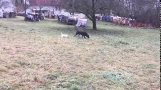 Labrador Welpe mit Papa draußen