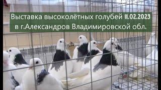 ВЫСТАВКА-ЯРМАРКА ВЫСОКОЛЁТНЫХ ГОЛУБЕЙ г. Александров 11.02.2023 г. #pigeon #голуби