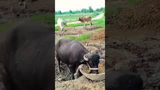 @Rsdhumkkadi @#shorts#videos#