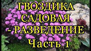 ГВОЗДИКА САДОВАЯ (БОРДЮРНАЯ) , МНОГОЛЕТНЯЯ - РАЗВЕДЕНИЕ. (Часть 1)