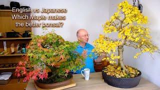 Japanese Maple Bonsai or English Maple Bonsai tree? Which one makes the best bonsai?