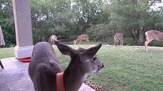 Dinner with Bambi and the herd (day 99 part 2)