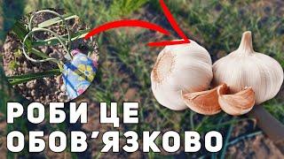 Хочеш часник з кулак? Роби це зі стрілками!