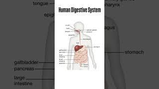 Human Digestive System | @teachingdiaries_12 #nursingeducation #nursingpractice #basicknowledge