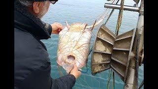 Balık avı (Bölüm 82) Kalkan balığı avı için sezonun ilk ağını çekiyoruz.