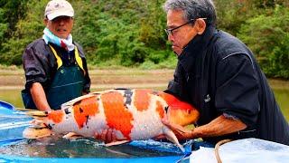 Live:  INC / YAMAMATSU KOI HARVEST
