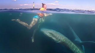 The sea serpent from Karadag appeared to tourists. Shooting from the driver's camera