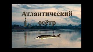 Русская Рыбалка 3 / Мутант Атлантического осетра на Неве