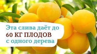 Алыча Подарок Санкт Петербургу. Слива, которая растет везде!