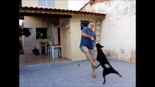 Teddy em ação...  | by #pu2kak | #teddycachorrao |