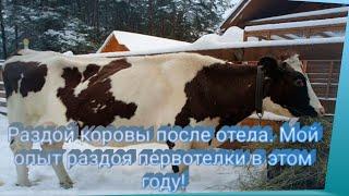 Раздой коровы после отела. Мой опыт раздоя первотелки в этом году!