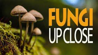 Fungi Up Close: Richard Mann Explores The Secret Life Of Fungi.