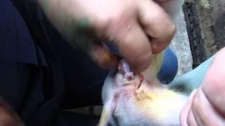 Castration (neutering) pig. Кастрация поросенка. 8355