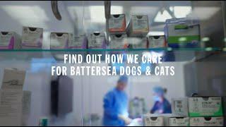 We're all in, for them | How We Care for Battersea Dogs and Cats