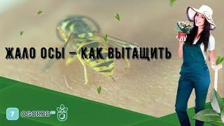 Жало осы — как вытащить