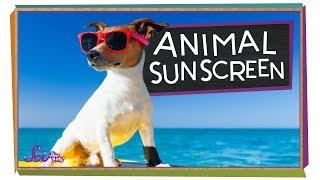 Why Don't Animals Need Sunscreen?