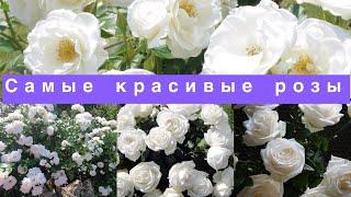 10 самых красивых белых роз