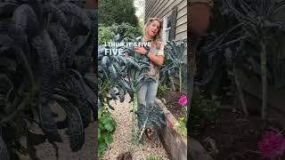 How Tall Can Kale Plants Grow? Harvesting a Huge Kale Tree from the Kitchen Garden