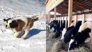 A Day On A Dairy Farm! Dairy Farming In Wisconsin l Meet The New Puppy On The Farm!