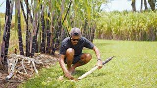 THE FARMSTEAD | How To Harvest & Eat RAW Sugarcane