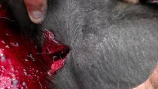 18+Забой свиньи перерезаем артерии на шеи.Slaughter pig cutting the arteries in the neck.