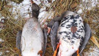 сезон охоты на гуся 2022 Осень goose hunting season 2022 Autumn