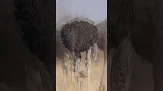 Up Close & Personal with the UNCOMMON Common Ostrich