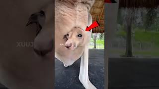 What's Inside a KANGAROO Pouch  #shorts #animals #kangaroo